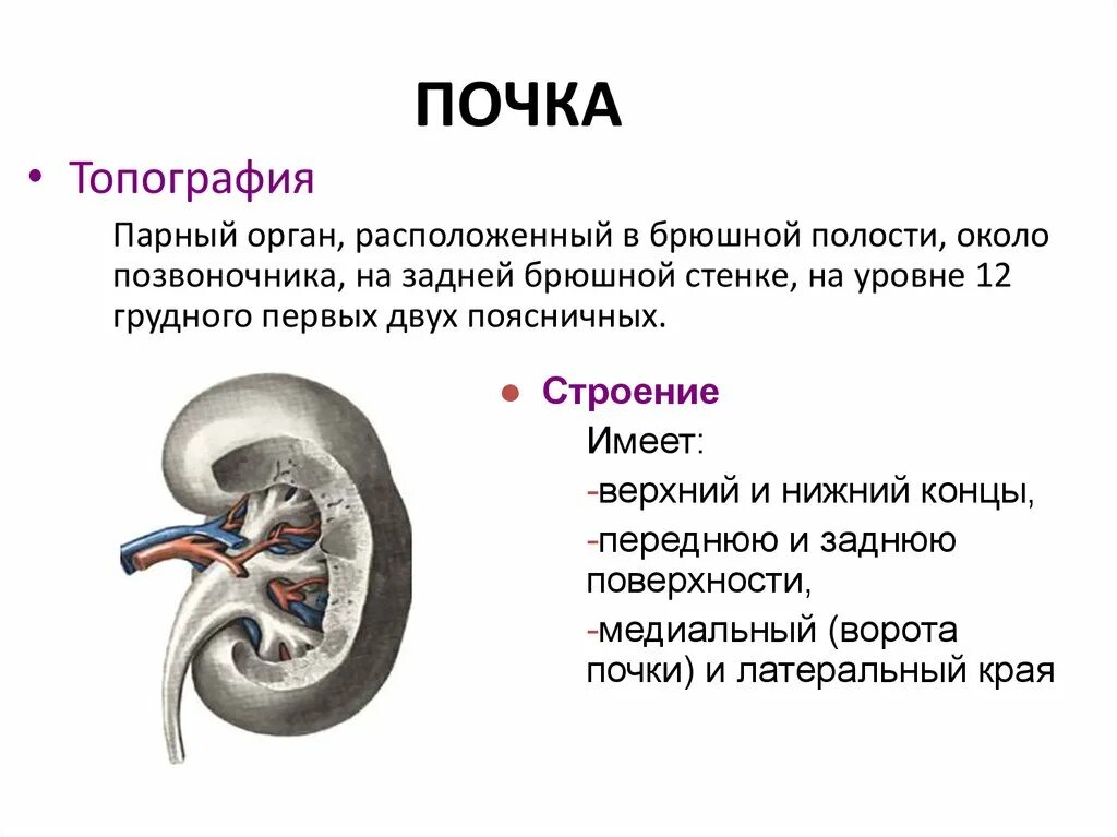 Почки часть какой системы. Топография и строение почек. Почки топография строение функции. Топография наружное строение почки. Строение почки топографическая анатомия.