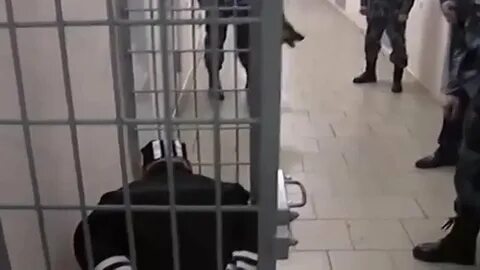 Адидас сидит в черном дельфине