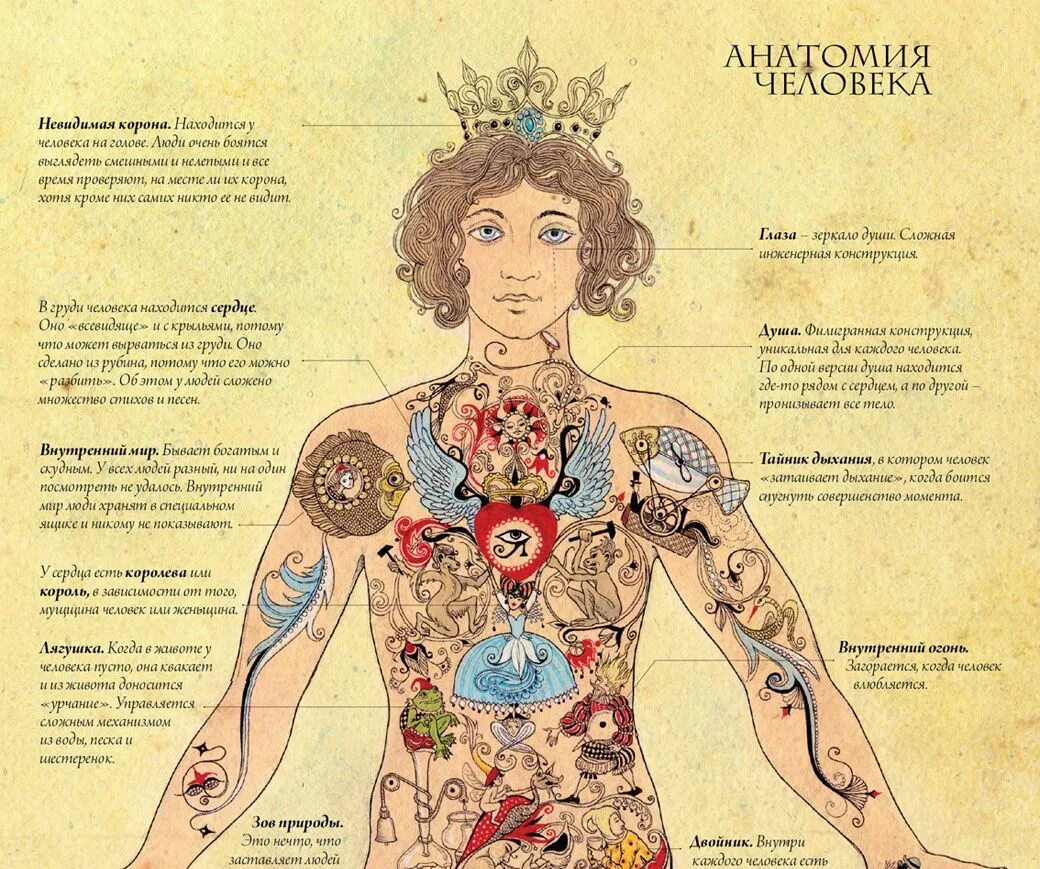 Работы различного рода. Анатомия человека. Тело человека анатомия. Анатомическая карта тела человека. Занимательная анатомия человека.