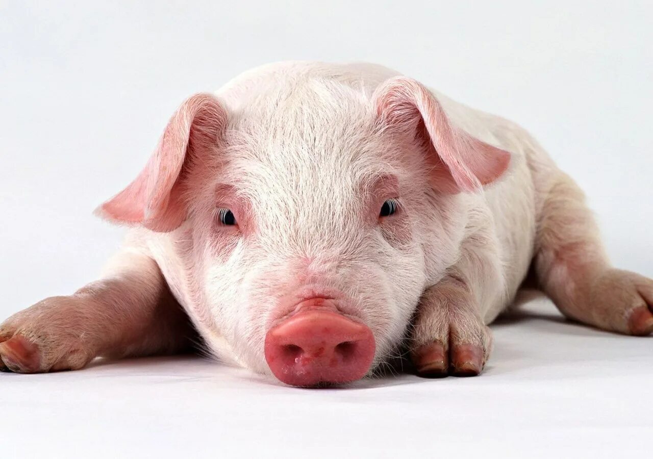 Pig x