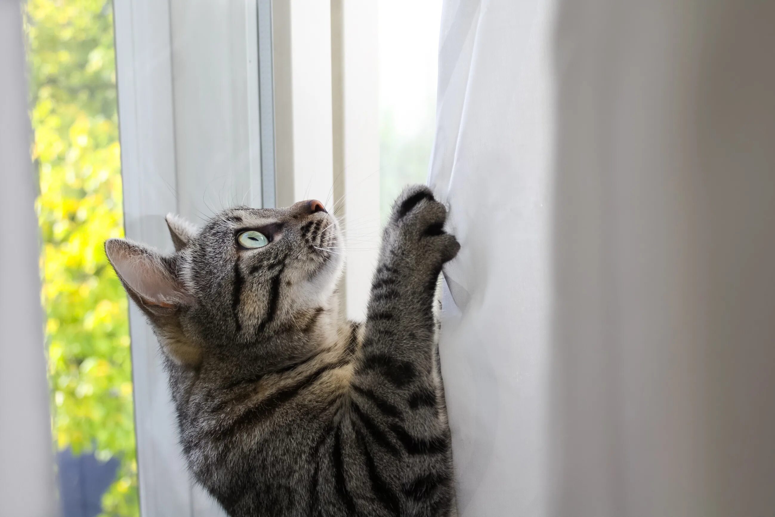 Коты и шторы. Шторы с котятами. Кот на шторах. Кот повис на шторе.