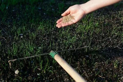 Сеяные травы как пишется