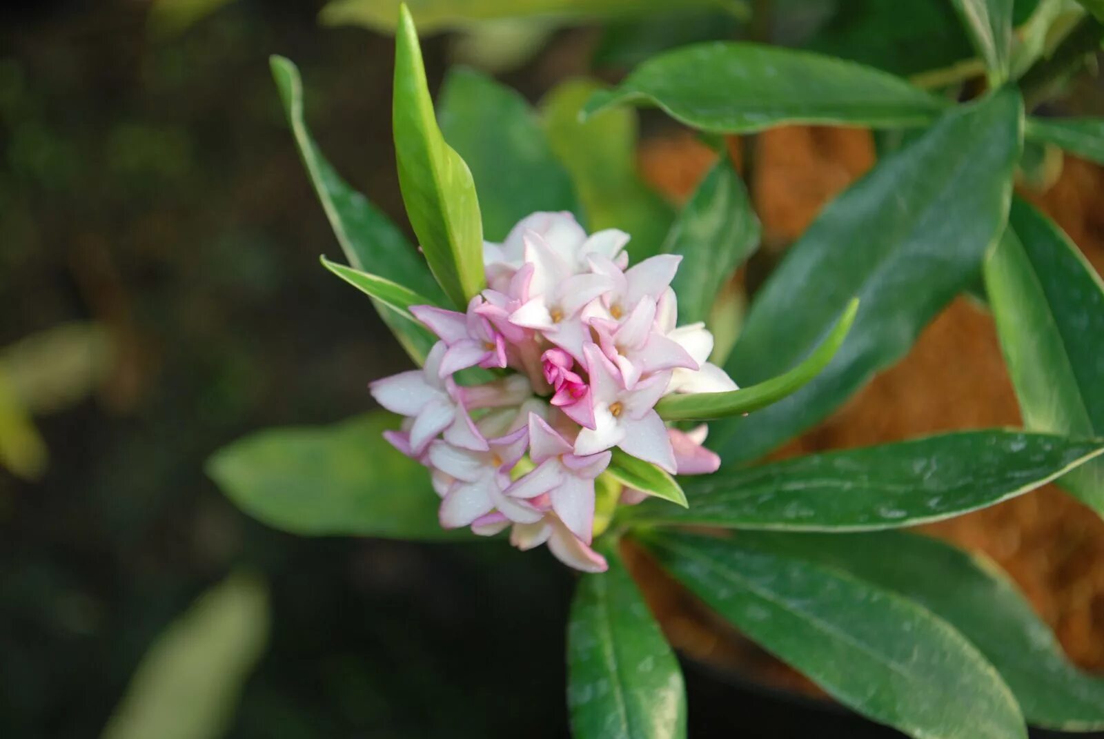 Орхидея дафна фото и описание Edelweiss Perennials. Daphne x susannae 'Cheriton'