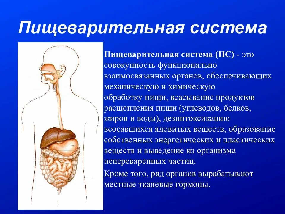 Пищеварительная система органы кратко. Полые органы пищеварительной системы. Пищеварительная система презентация. Органы пищеварения кратко. Пищеварение человека кратко.