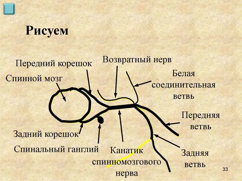 Белая соединительная ветвь спинномозгового нерва. Ветви спинномозговых нервов. Ветви спинномозгового нерва схема. Задняя ветвь спинномозгового нерва.