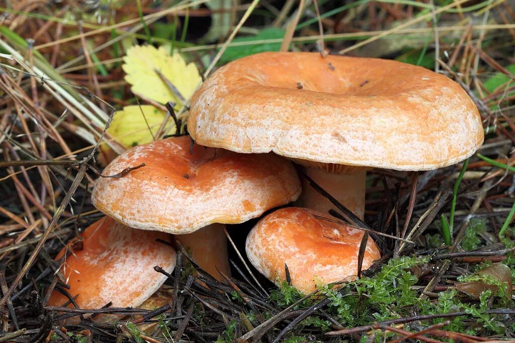 Рыжики опята. Рыжик Сосновый/Боровой (Lactarius deliciosus);. Млечник Рыжик гриб. Царский гриб Рыжик. Рыжик Боровой Сосновый.