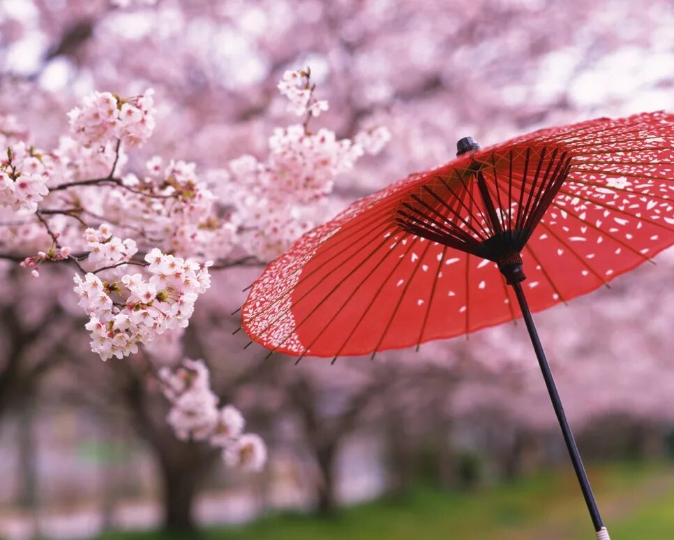 Сакура жизни. Цветущая Сакура. Япония Сакура. Сакура символ Японии.