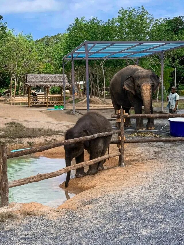 Пхукет Элефант Санктуари. Green Elephant Sanctuary Park. Грин Элефан Санктури Пхукет. Krabi's best Elephant Sanctuary.