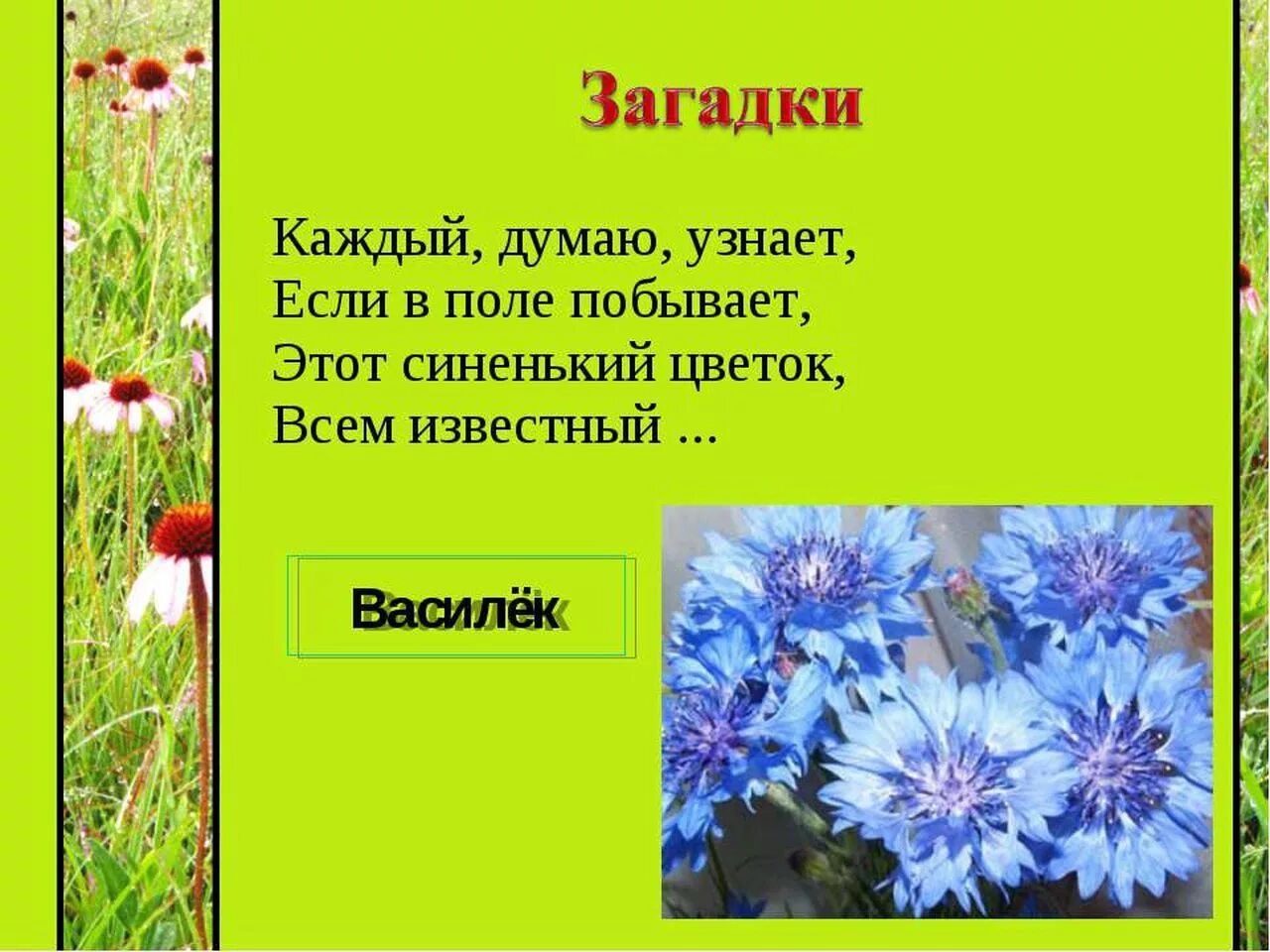 Василек какой прилагательные