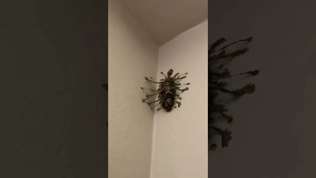 Bug Scare. Insect without Wings.