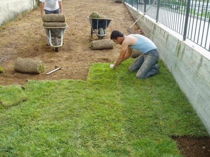 Сорняки на участке соседей. Газон на участке. Газон на даче своими руками. Посадка газона. Сеем газон на даче своими руками.