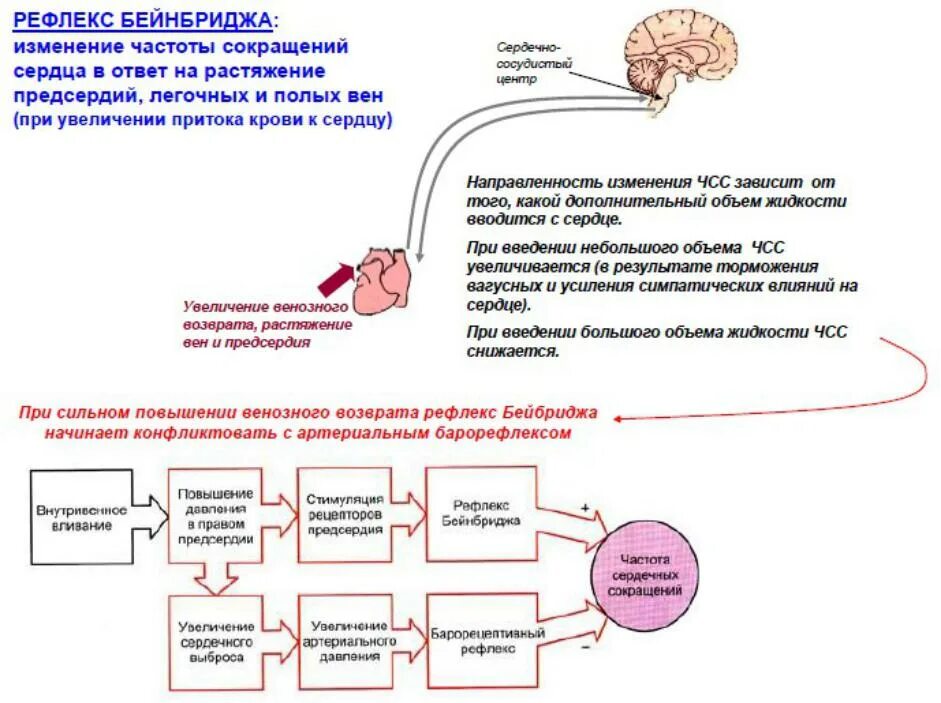 Как изменяется сила сердечных сокращений. Рефлекс Бейнбриджа схема дуга. Рефлекс Бейнбриджа регуляция. Схема рефлекса Бейнбриджа физиология. Рефлекторная регуляция артериального давления крови.