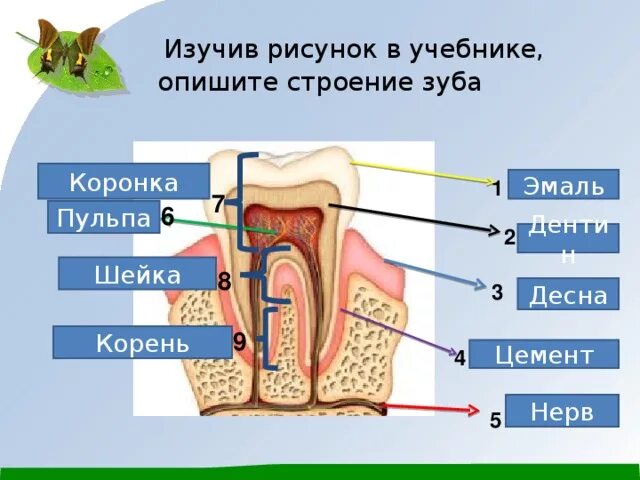 Строения зуба выучить. Строение зуба. Строение эмали зуба. Строение зуба рисунок с учебника.