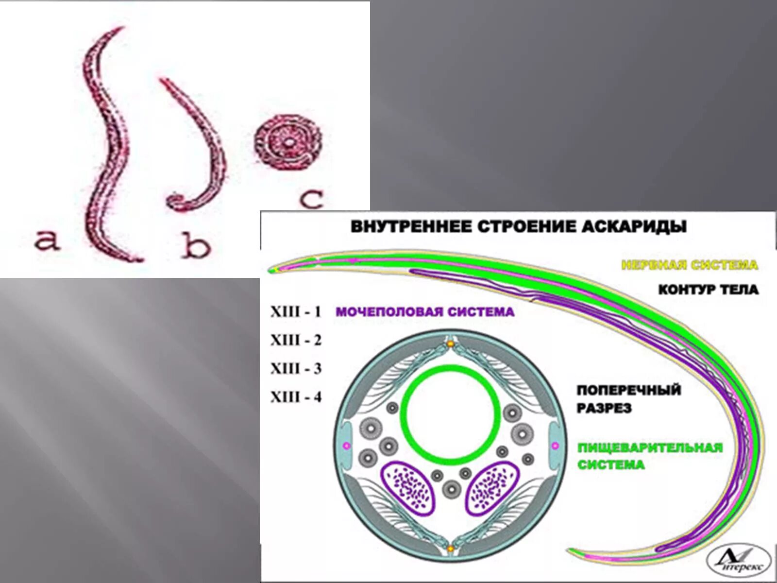 Внутреннее строение аскариды. Строение аскариды человеческой рисунок. строение среза аскариды. аскарида человеческая строение.