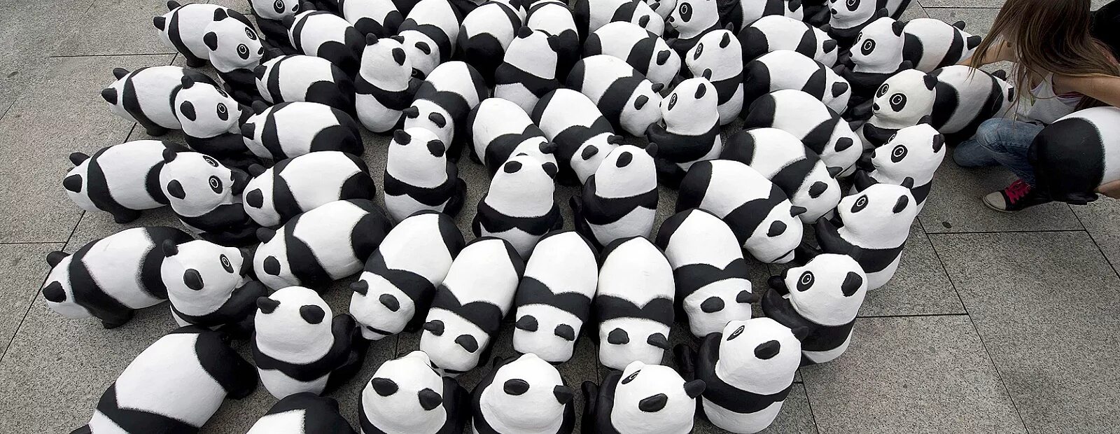 Панда собирает в круг. Всемирный день панды. Панда на земле. Толпа панд. Численность панд в мире.
