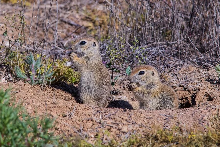 Суслик среда обитания. Крапчатый суслик. Большой суслик (Spermophilus Major). Крапчатый суслик детеныш. Суслик Поволжье.