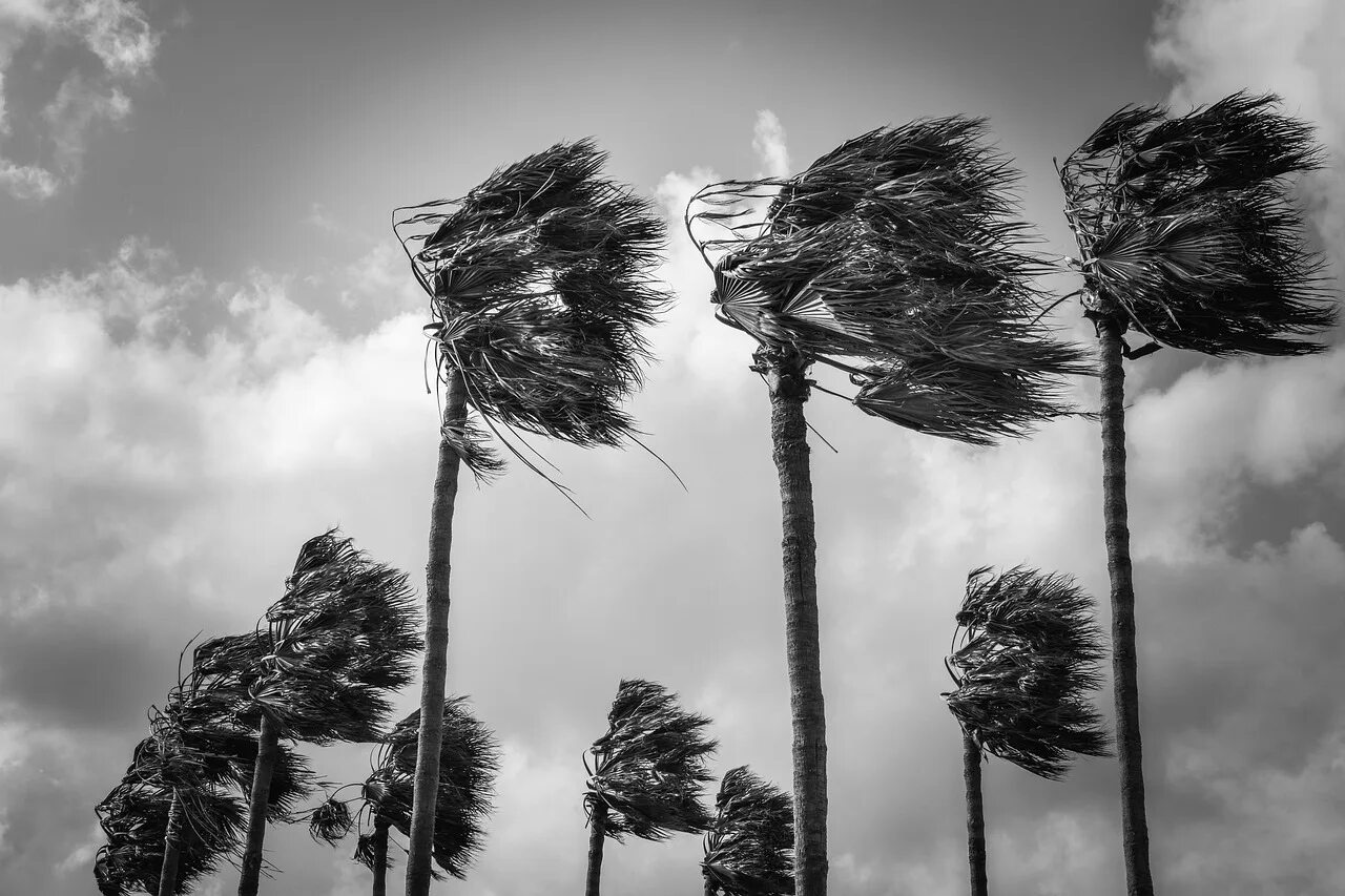 Круче ветра. Пальмы. Ветер. Дерево на ветру. Одинокая Пальма на ветру.