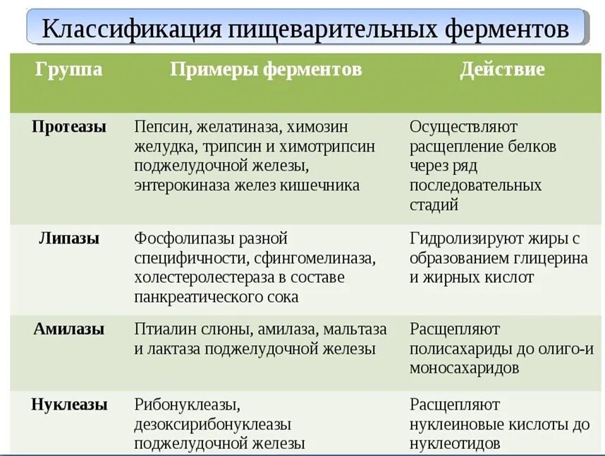 Работа пищеварительных ферментов. Таблица по биологии 8 класс ферменты пищеварения. Ферменты и их функции таблица. Ферменты пищеварительной системы таблица. Функции ферментов пищеварительной системы таблица.