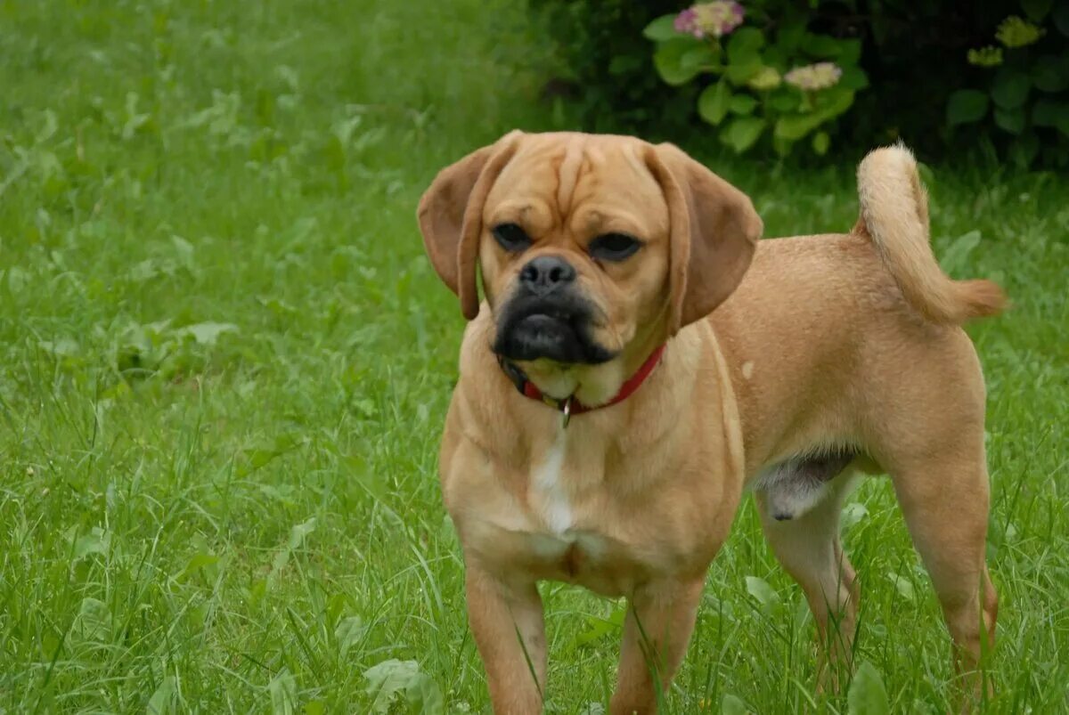 Пигль. Puggle порода собак. Бигль и Мопс. Метис бигля и МОПСА. Порода пагль Бигль собак.