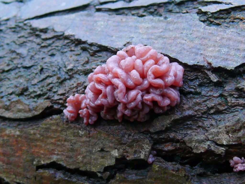 Мясные грибы фото. Аскокорине мясная гриб. аскокорине мясная (ascocoryne sarcoides). аскокорине мясная фото. гриб паразит аскокорине мясная.