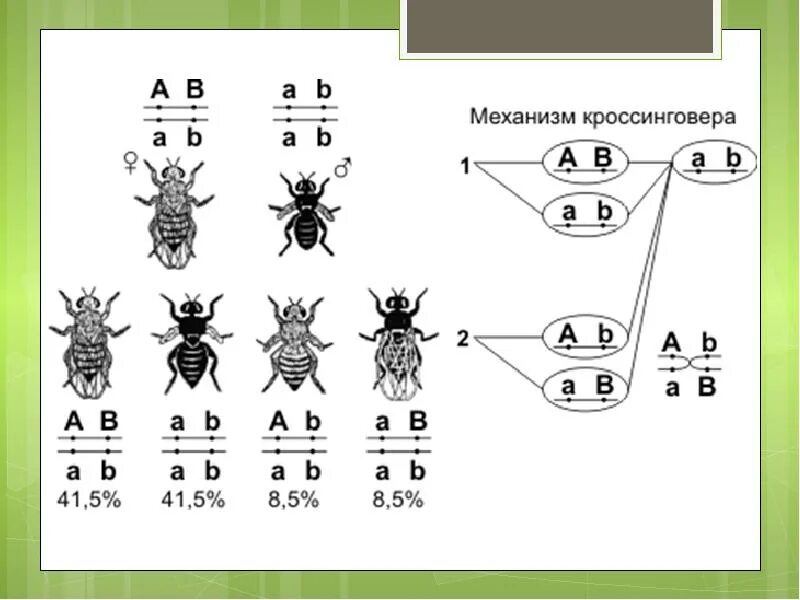 Наследование признаков при неполном сцеплении. Сцепленное наследование мухи дрозофилы. сцепленное наследование генов схема. теория томаса моргана генетика. схема сцепленного наследования признаков.