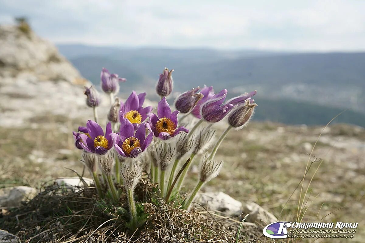 Дикие растения Крыма. Дикорастущие растения Крыма. Реликтовые цветущие растения Крыма. Дикорастущие травы в Крыму.