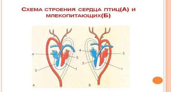 Характерные особенности органов кровообращения млекопитающих. Схема строения сердца птиц. Схема строения сердца птиц и млекопитающих. Строение сердца млекопитающих. Строение сердца птиц и млекопитающих.