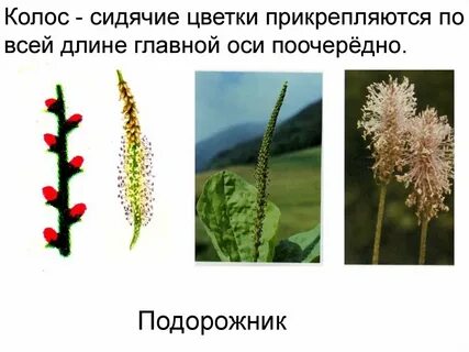 Соцветие орган