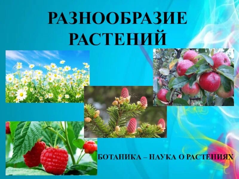 Как сохранить разнообразие растений. Разнообразие растений. Разнообразие растений слайд. Разнообразие растений 3. Растительный мир 3 класс окружающий мир.