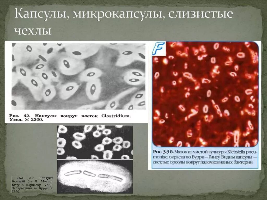 Капсула и слизистый слой. Капсула бактерий. Капсула и микрокапсула бактерий. Слизистый слой бактерий