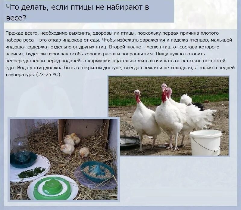 Схема кормления индюков комбикормом. Суточный рацион питания индюков. Таблица рациона питания для индюков. Индейка кормовая. Можно давать индюкам.