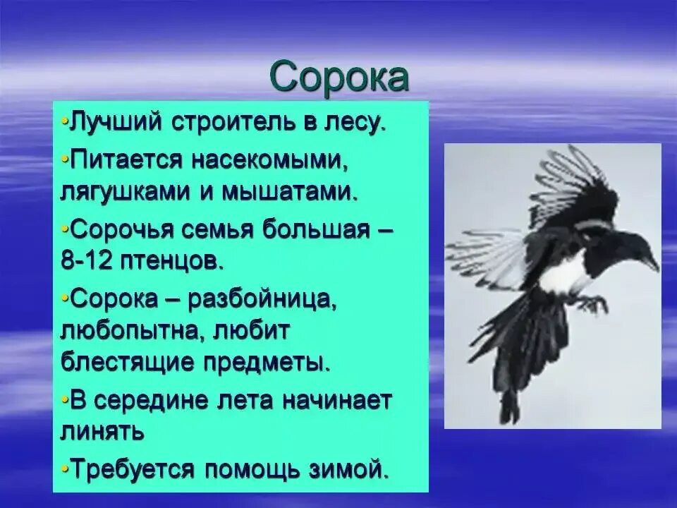 Беседа сороки. Описание сороки. Сообщение о Сороке. Сорока краткое описание. Интересные сведения о Сороке.