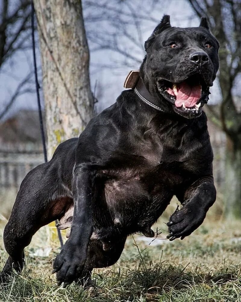 Очень сильная собака. Корсо Канарио. Бойцовская собака Кане Корсо. Канарский мастиф. Канарский дог черный Цербер.