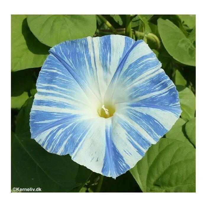 Ипомея леди флер. Ипомея венецианская синяя. Ипомея голубая звезда. Ипомея голубая звезда. Ипомея дакапо голубая.