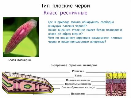 Сравнительная характеристика гидры и белой планарии таблица