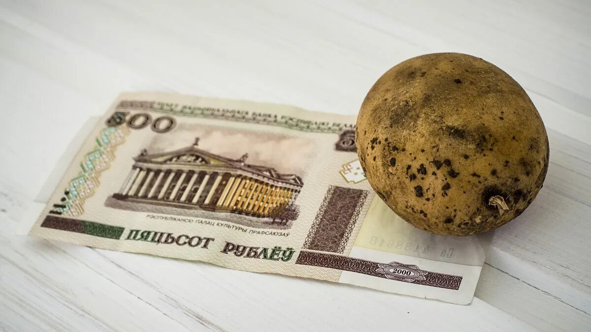 картошка в магазине. картофель рубли. картофель рубли. фестиваль картошки. картофель сорт айдахо.