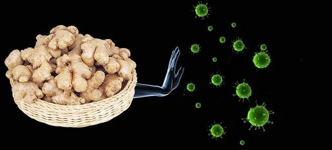 избавление от глистов чесноком. тройчатка 0. корень имбиря. растения от паразитов в организме. имбирь фото.