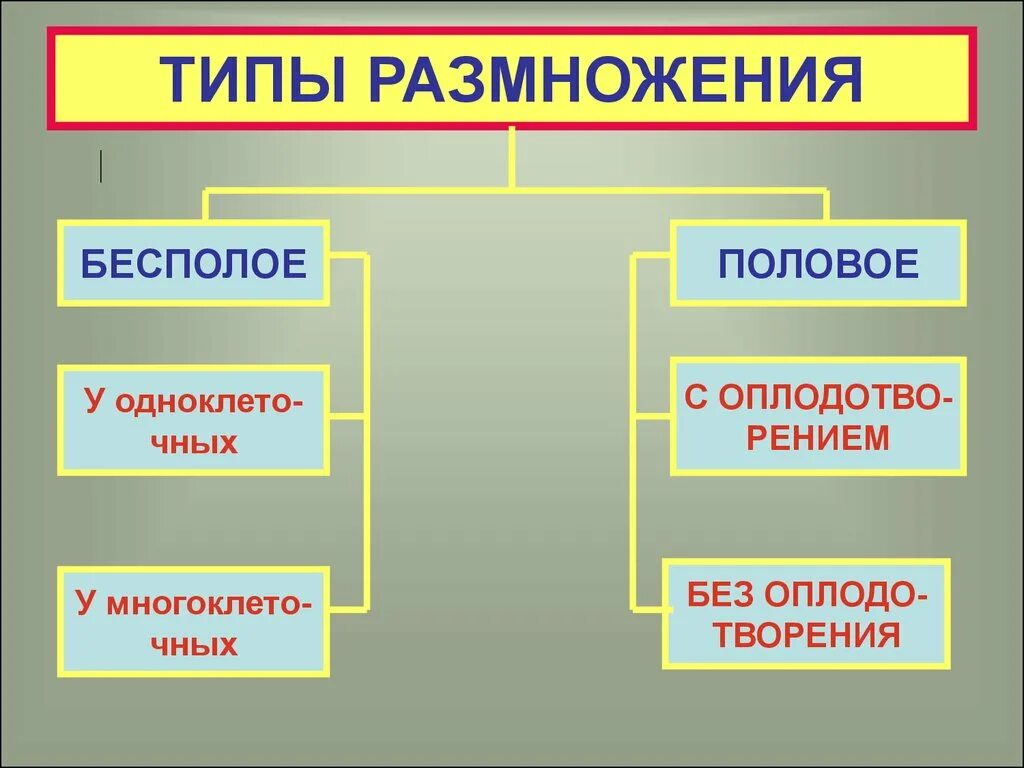 Назовите тип размножения