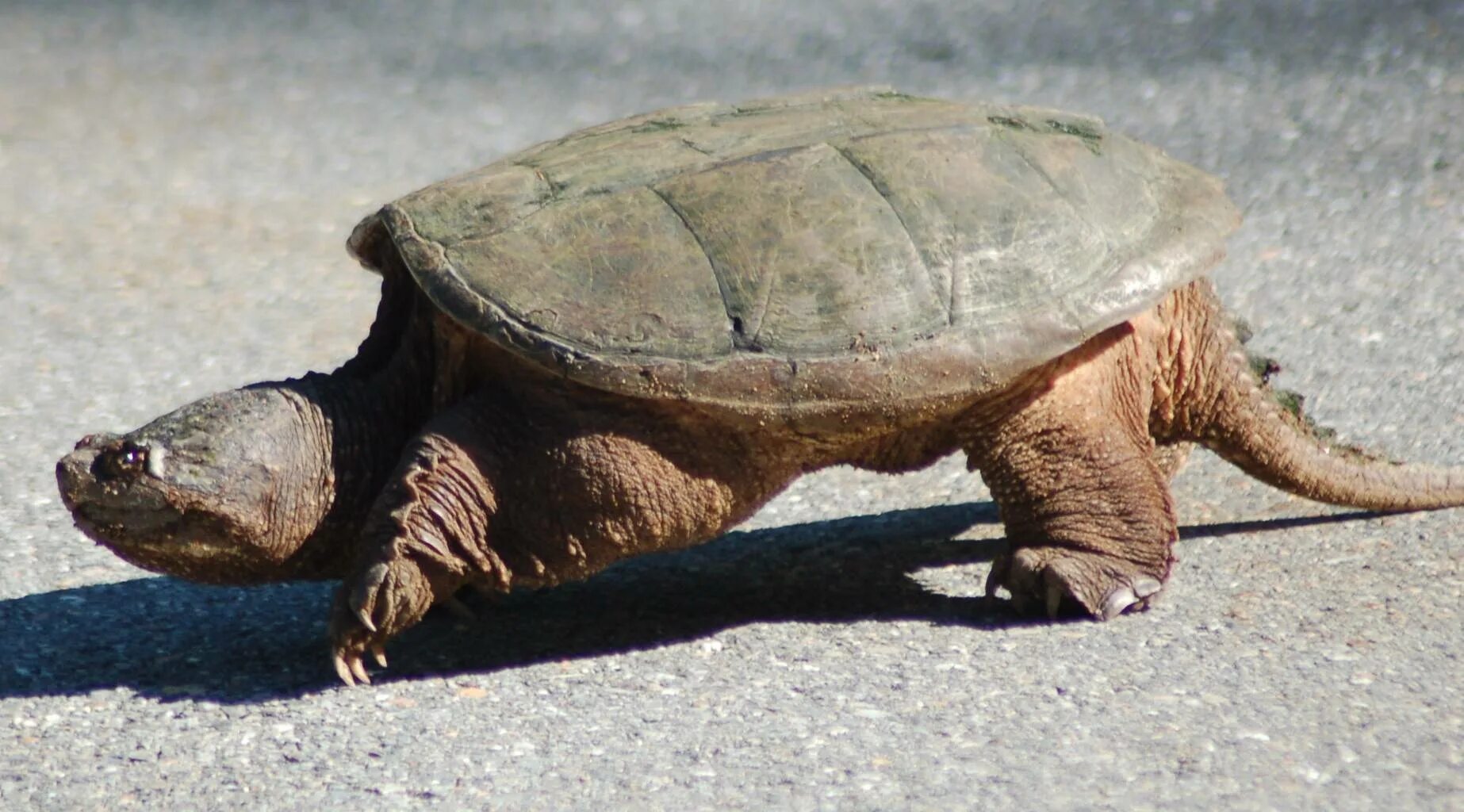 Северные черепахи. Каймановая черепаха (Chelydra serpentina). Каймановые черепахи (Chelydridae). Каймановая черепаха кусающаяся. Северная Америка Каймановая черепаха.