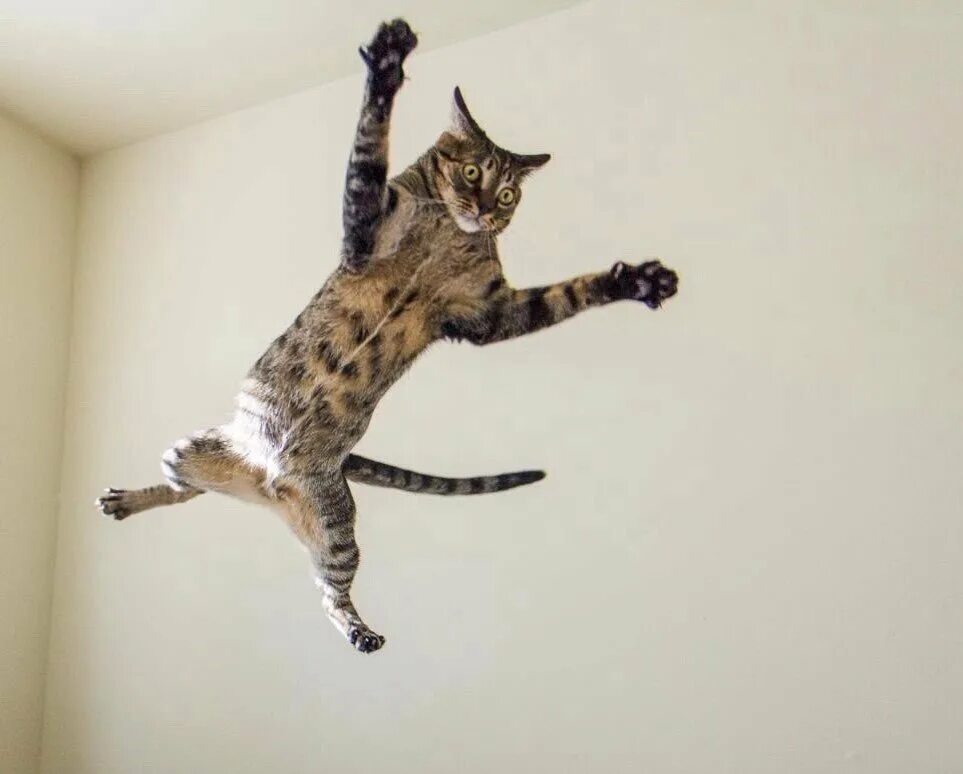 Кот в прыжке. Летающие коты. Кот падает. Котенок прыгает.