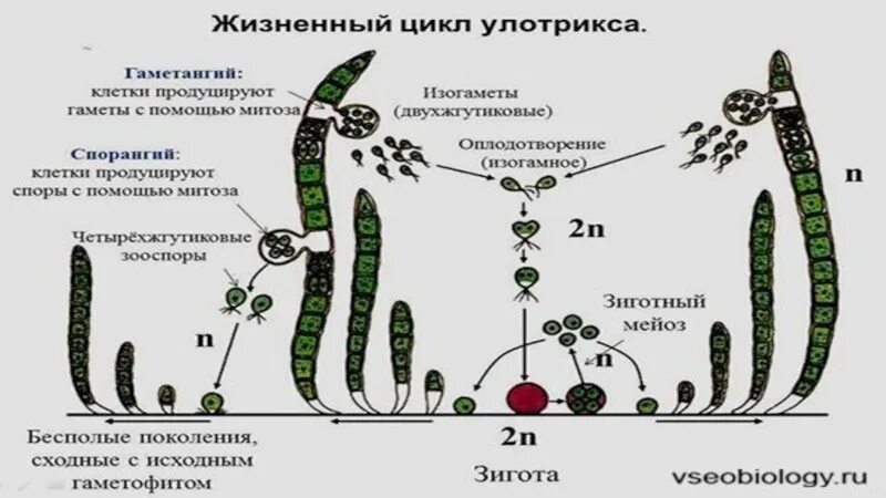 Схема размножения улотрикса. Схема размножения улотрикса 6 класс. Бесполое размножение улотрикса схема. Улотрикс жизненный цикл.