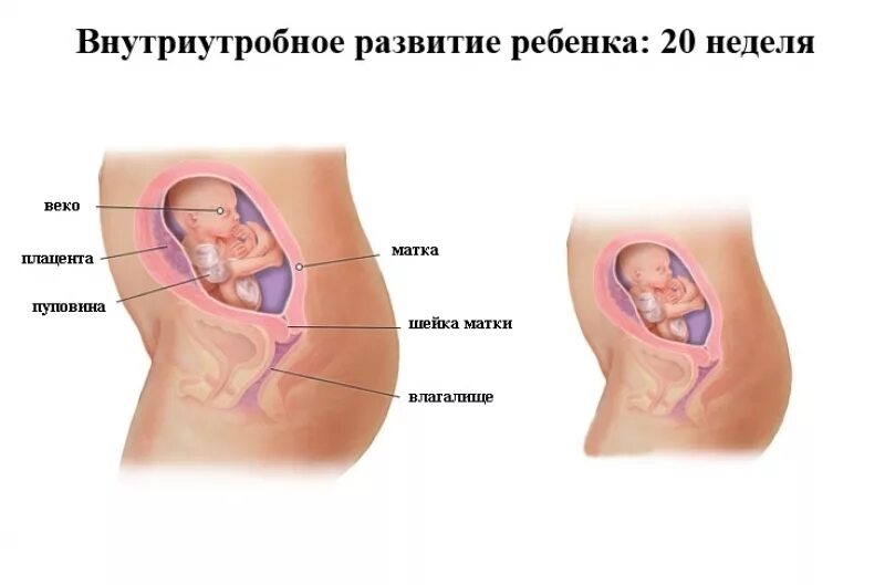 Расположение ребенка на 20 неделе беременности. Плод на 21 неделе беременности. 29 Неделя беременности развитие плода. Положение малыша в животе на 29 неделе беременности.