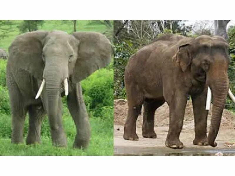 Слоны какой слон крупнее. Африканские и индийские слоны. Африканский или индийский слон. Слоны африканские и индийские различие. Разница африканских и индийских слонов.
