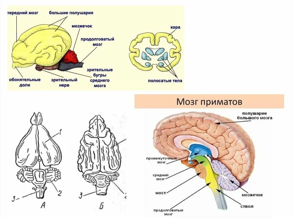 Структура мозга млекопитающего с названиями. Строение головного мозга приматов. строение мозга шимпанзе. строение передний мозг млекопитающего. отделы головного мозга млекопитающих рисунок.