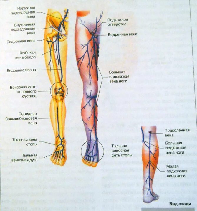 Вена бедра анатомия строение. Вена Джиакомини анатомия. Бедренные вены нижних конечностей анатомия. Лимфоузлы на ногах где
