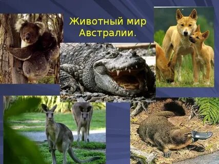 Животные австралии 4 класс