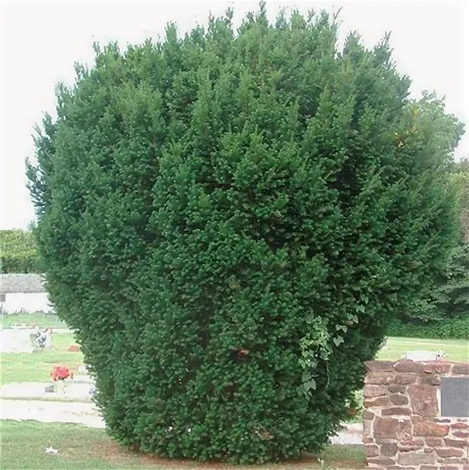 Тисс Hicksii С10