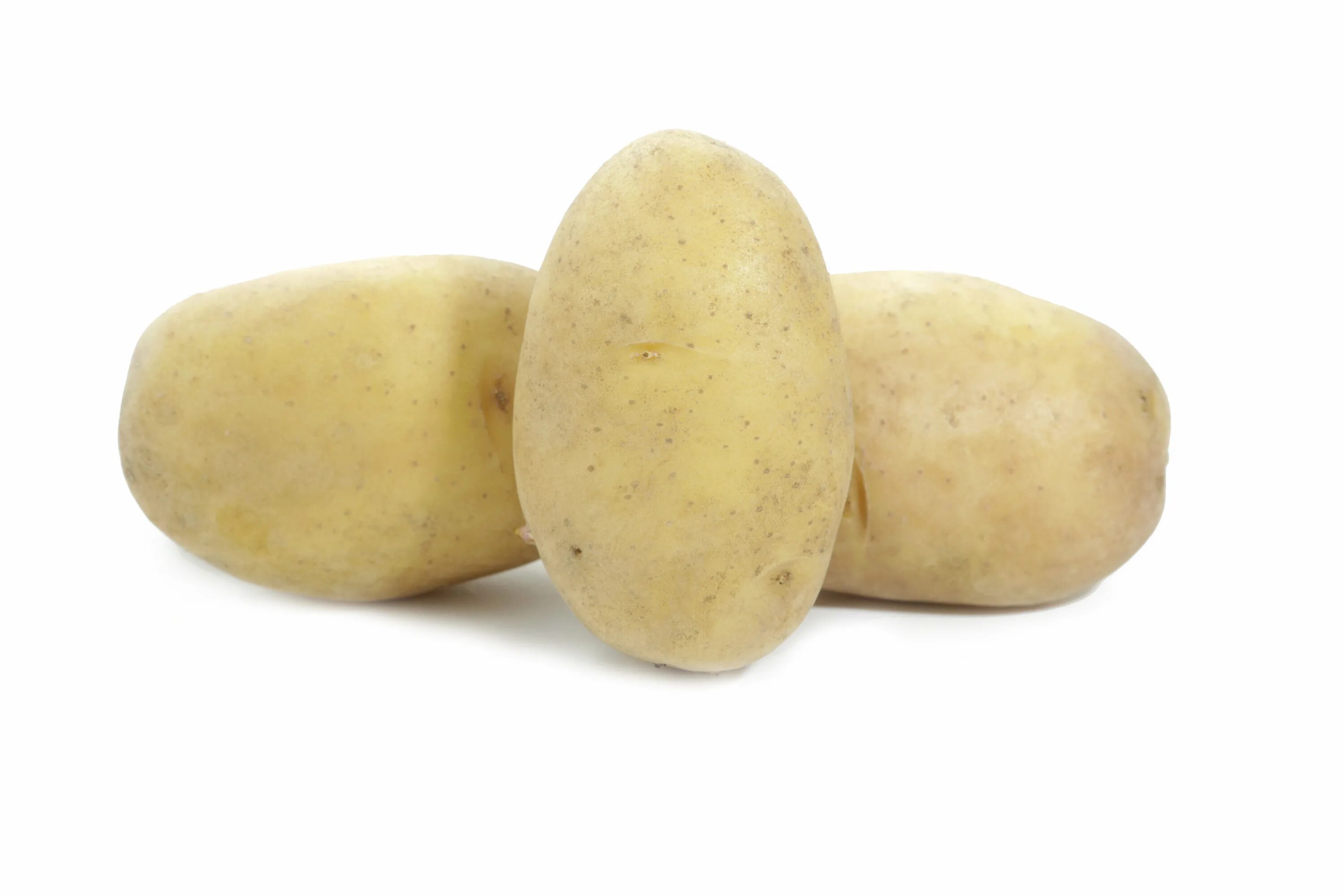 Картофель семенная Сифра. Сорт картофеля Сифра.