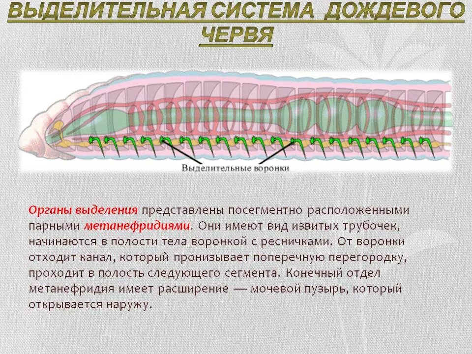Строение выделительной системы кольчатых червей. Выделительная система кольчатых червей 7 класс биология. Органы выделения кольчатых червей. Метанефридии дождевого червя.