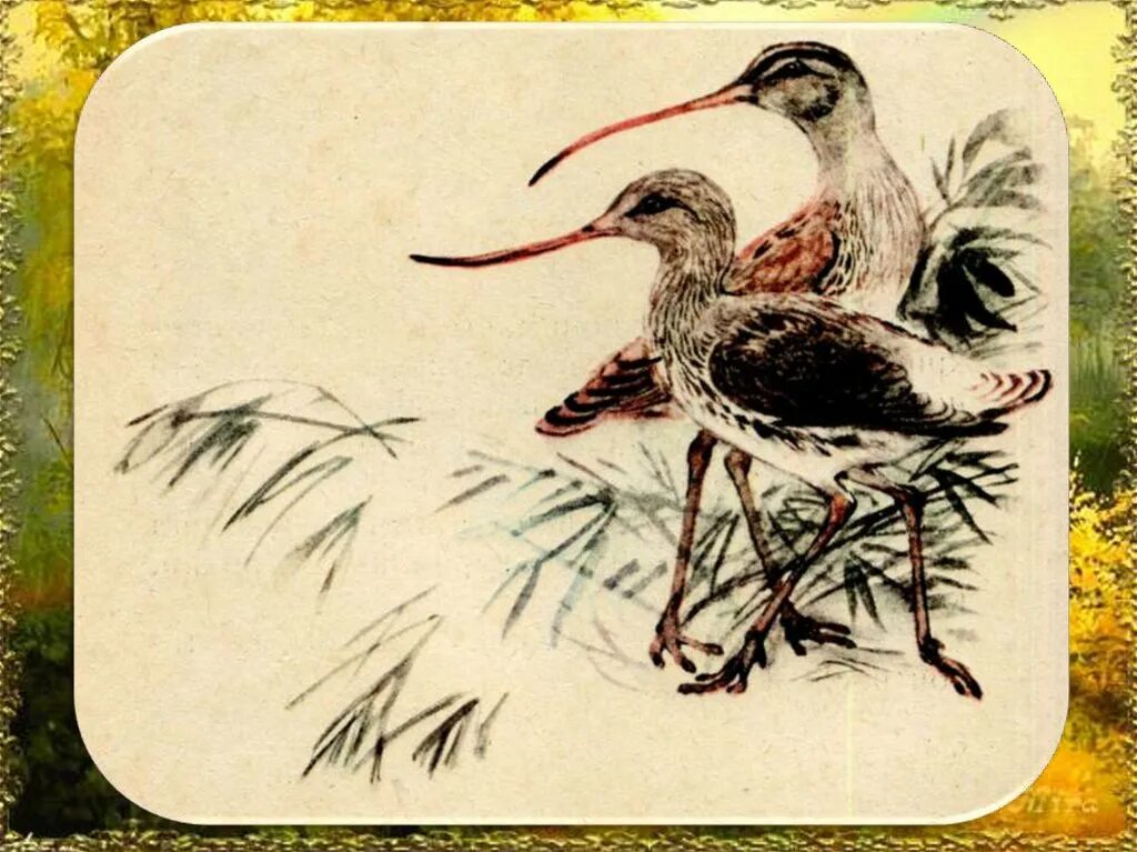 Бианки чей нос лучше обложка. Картинки чей нос лучше бианки. Бианки в. Чей нос лучше бианки картинки. Картинки чей нос лучше бианки.